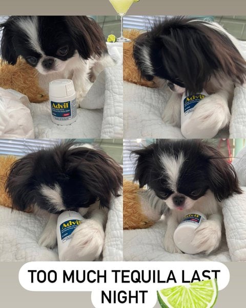 NSAIDs for Dogs and Cats - Ask A Vet