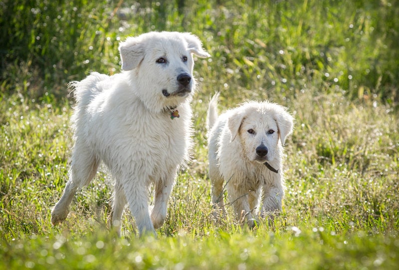 Maremma Sheepdog VS Great Pyrenees – The Top 24 Differences You Never ...