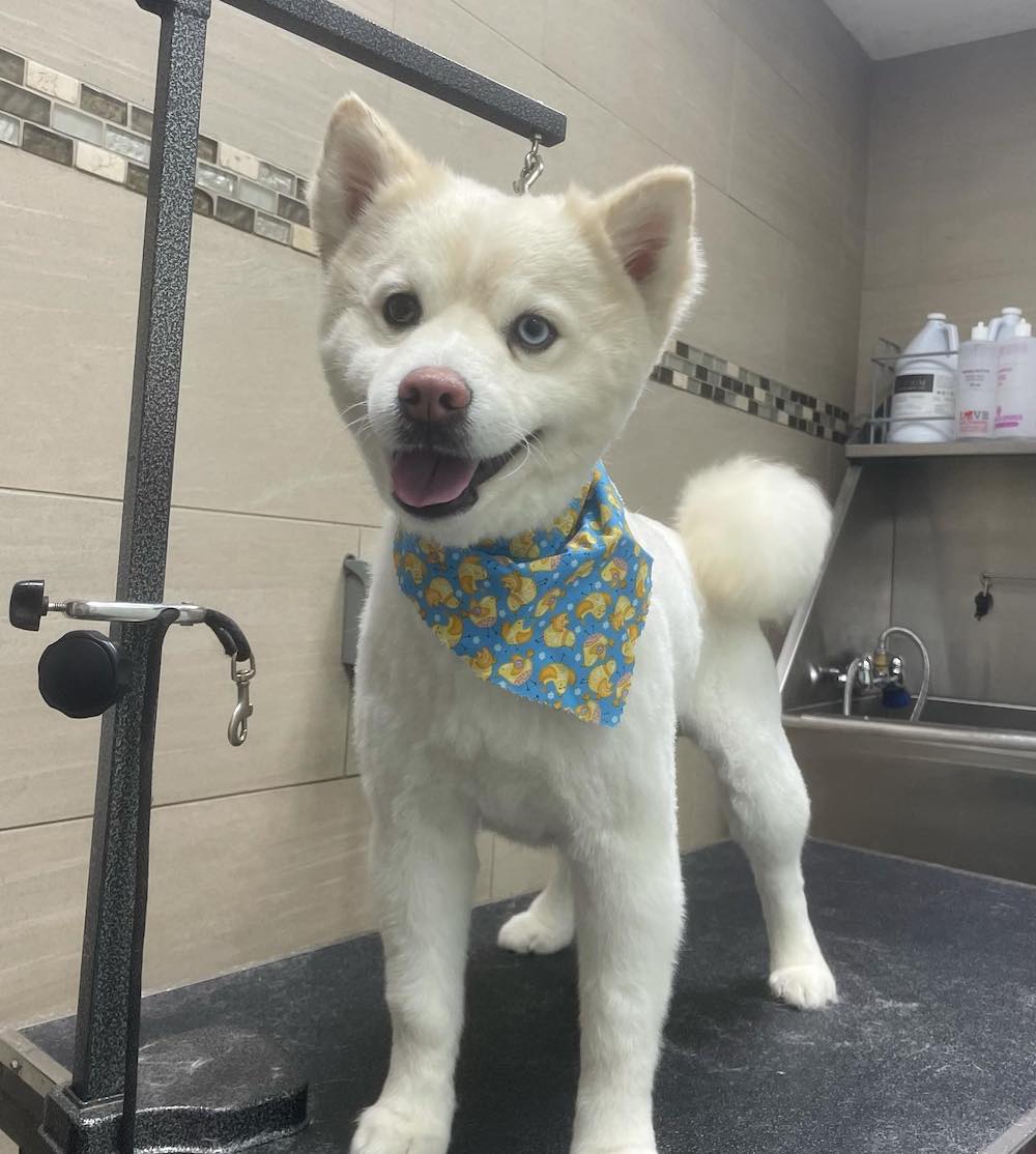 Top 16 Groomers In Staten Island, Richmond [Updated 2023] The Goody Pet