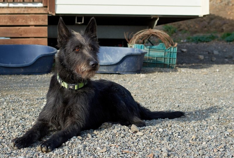 are terrier mix dogs double coated