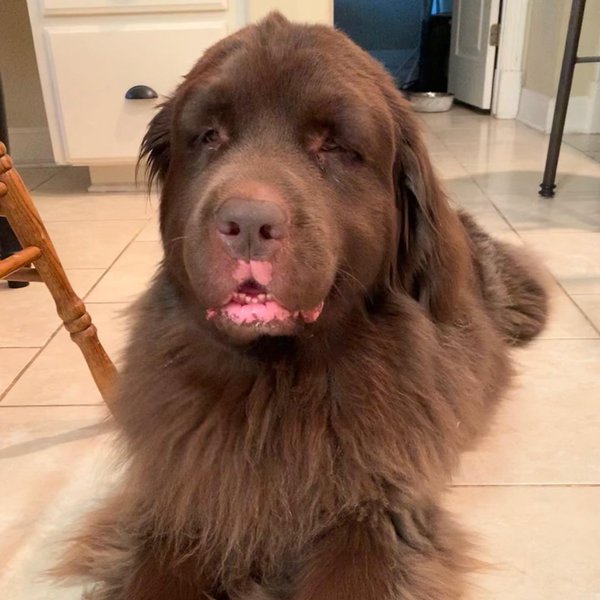 Can Dogs Be Allergic To Bees? And Here’s What You Should Do If Your Dog Gets Stung The Goody Pet