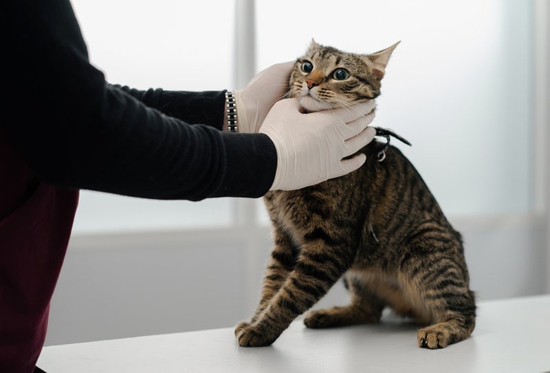 Top 21 Veterinarians In Fresno, California [Updated 2022] The Goody Pet