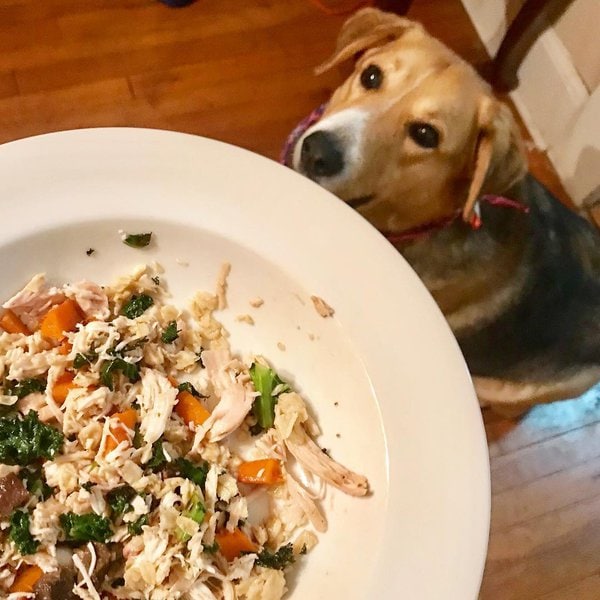 What Is Pancreatitis In Dogs Causes, Symptoms, And Treatment The