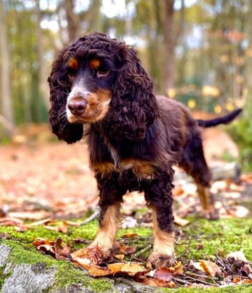 English Cocker Spaniel Your Complete Breed Guide The Goody Pet