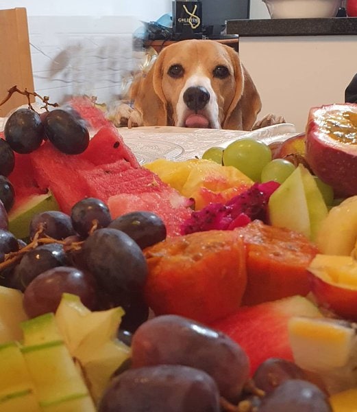 Can Dogs Eat Fruit Snacks? What About Welch’s Fruit Snacks? The Goody Pet