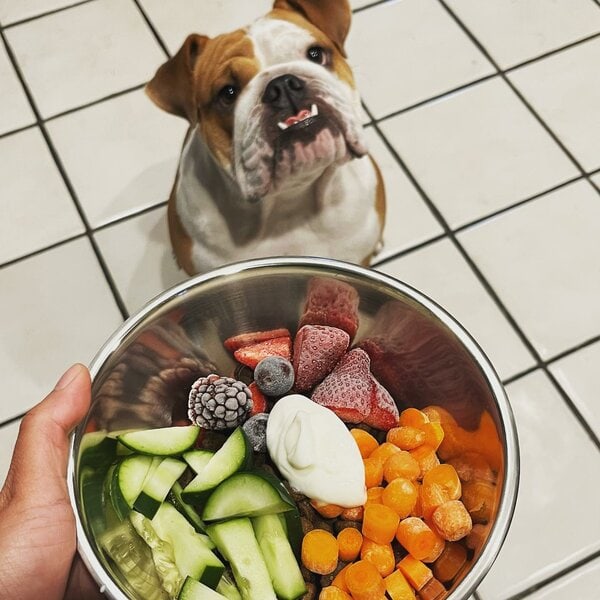 Can Dogs Eat Fruit Snacks? What About Welch’s Fruit Snacks? The Goody Pet