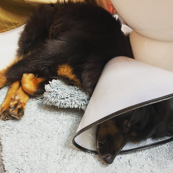 What Is Cushing's Disease In Dogs Causes, Symptoms, And Treatment The Goody Pet