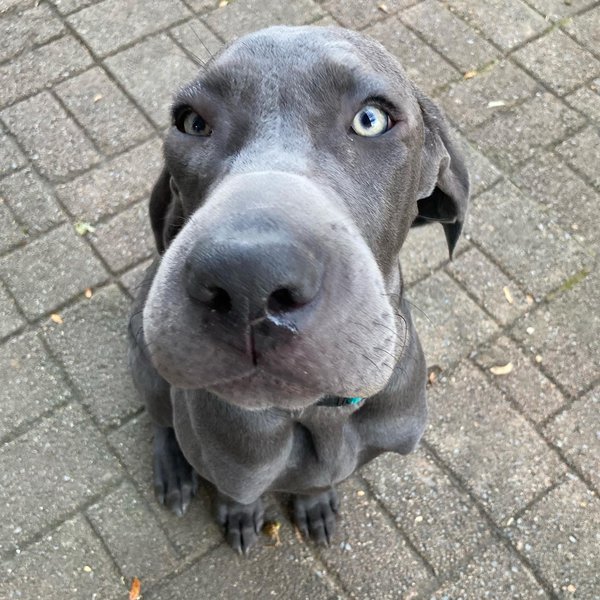 Can Dogs Be Allergic To Bees? And Here’s What You Should Do If Your Dog