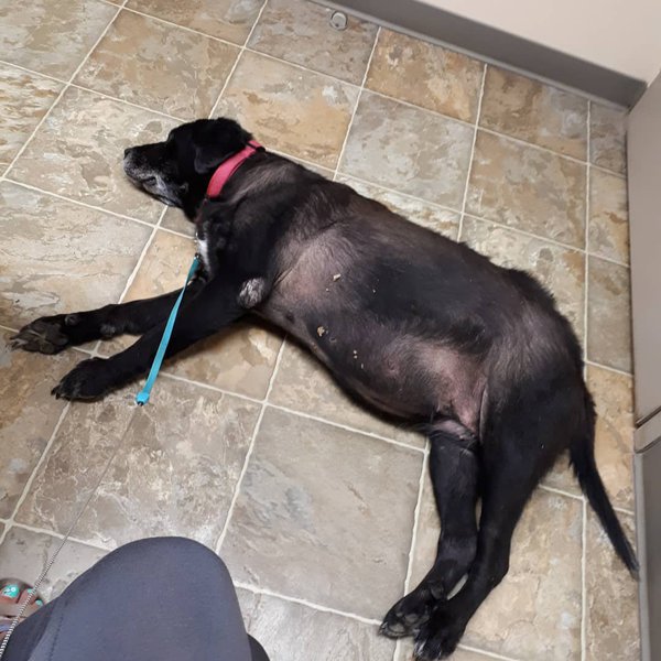 What Is Cushing's Disease In Dogs Causes, Symptoms, And Treatment