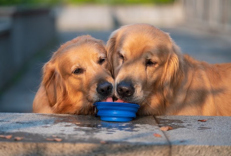 What Can Dogs Drink Besides Water? 11 Great Alternatives To Check Them