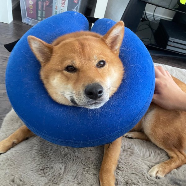 Can Dogs Have Seasonal Allergies? Exploring The Causes, Symptoms, And