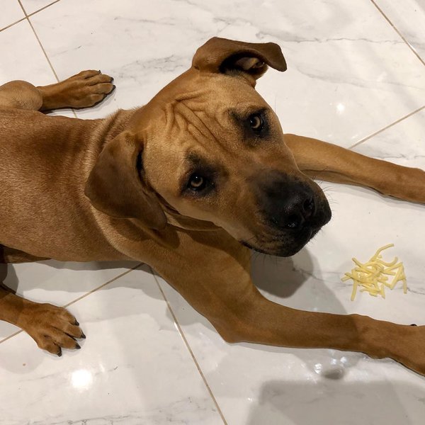 Can Dogs Eat Parmesan Cheese? 3 Reasons Why This Is Not A Bad Idea