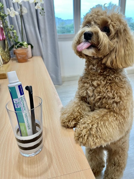 Dog Grooming Near Me How To Find A Local Dog Groomer The Goody Pet dog-grooming-near-me-how-to-find-a-local-dog-groomer-the-goody-pet