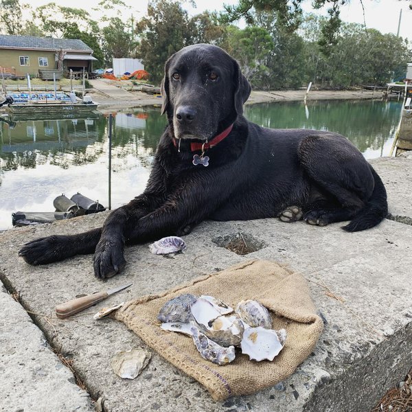 Can Dogs Eat Oysters? Top 2 Reasons Why It Is Not A Good Idea Feeding