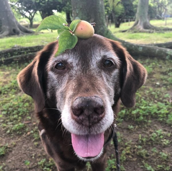 Can Dogs Have Plums? Here’s Why It Is Not A Good Idea The Goody Pet