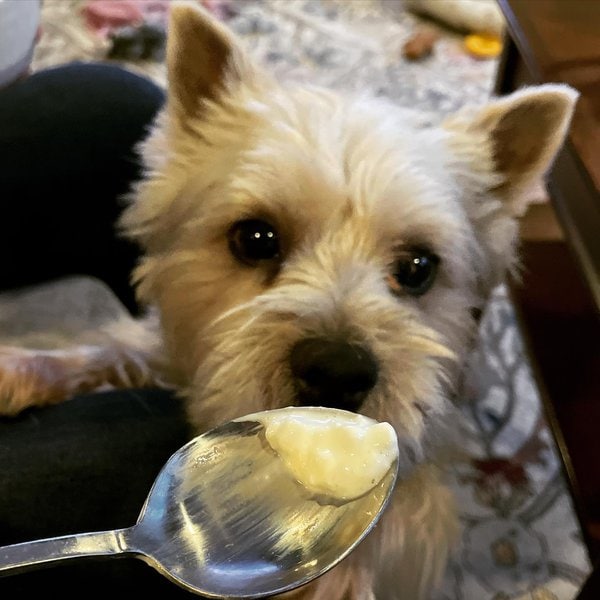 Can Dogs Have Cottage Cheese? Check Out Why This Cheese Type Is The