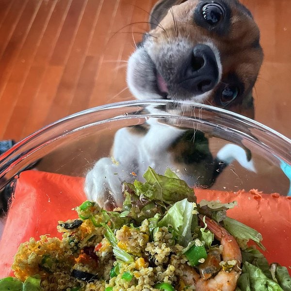 Can Dogs Have Quinoa? Three Top Reasons Why This Is Such A Good Idea The Goody Pet