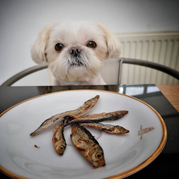 Can Dogs Eat Fried Fish? 2 Reasons Why This Is Such A Bad Idea The