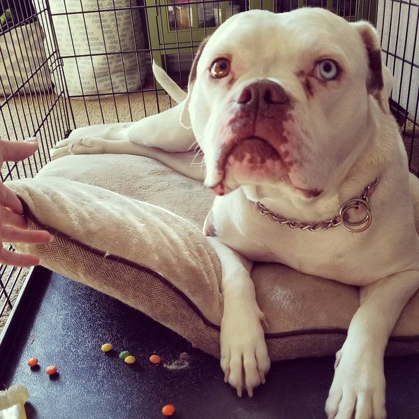 Can Dogs Eat Skittles? Top 3 Reasons Why This Is Not A Good Idea The