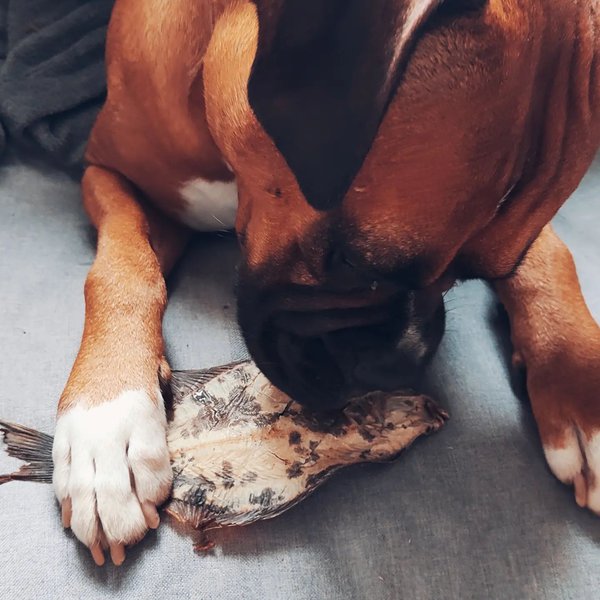 Can Dogs Eat Tilapia? Here’s The Right Way To Prepare It The Goody Pet