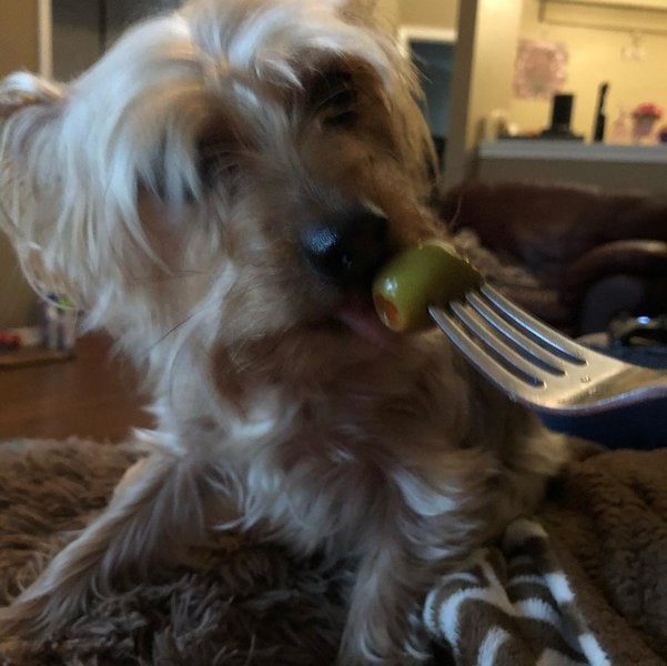 Can Dogs Eat Green Olives? 3 Top Reasons Why This Is A Positive Idea
