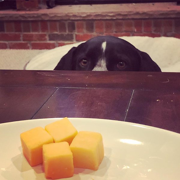 Can Dogs Eat Parmesan Cheese? 3 Reasons Why This Is Not A Bad Idea