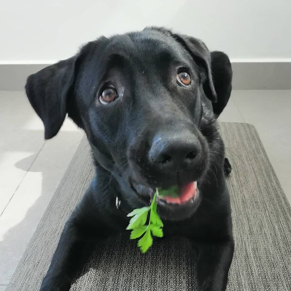 Can Dogs Eat Parsley? 2 Reasons Why This Is Not A Good Idea The Goody Pet