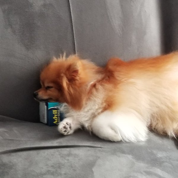 Can You Give Dogs Advil? Is It A Good Idea? The Goody Pet