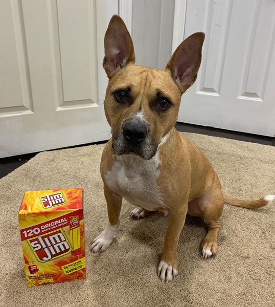 Can Dogs Eat Slim Jims? 2 Top Reasons Why This Is Not A Good Idea The Goody Pet
