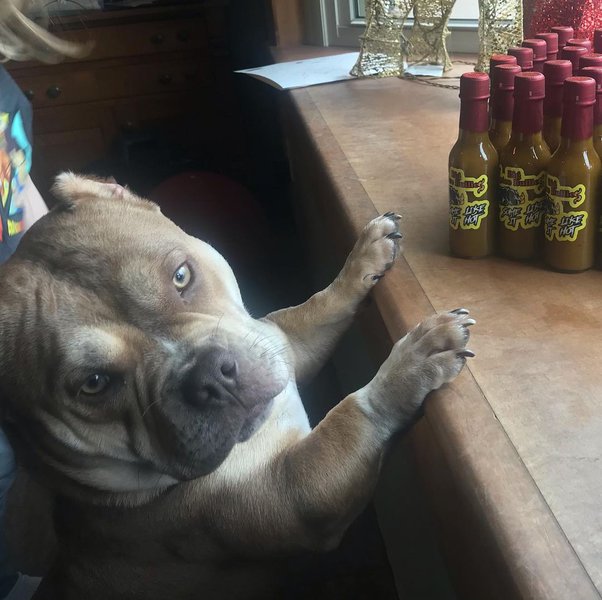 Can Dogs Eat Hot Sauce? Warning! Check This Out To Understand Its Dangers The Goody Pet