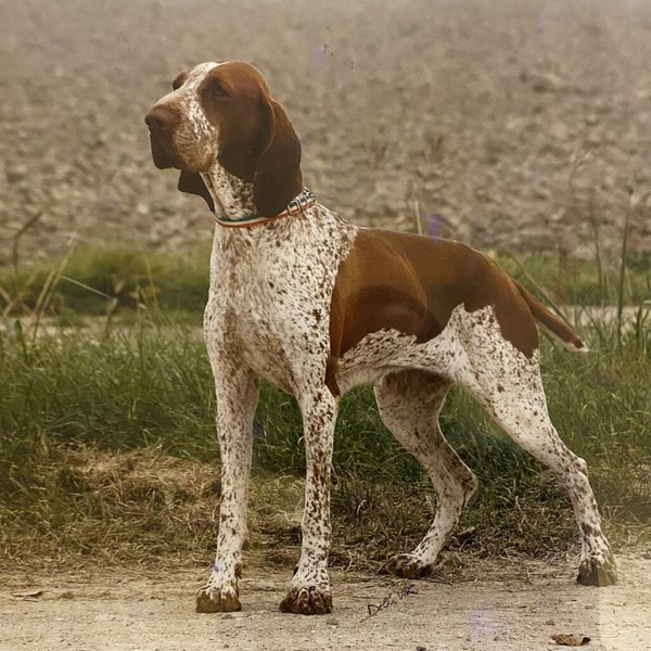 is the bracco italiano rare