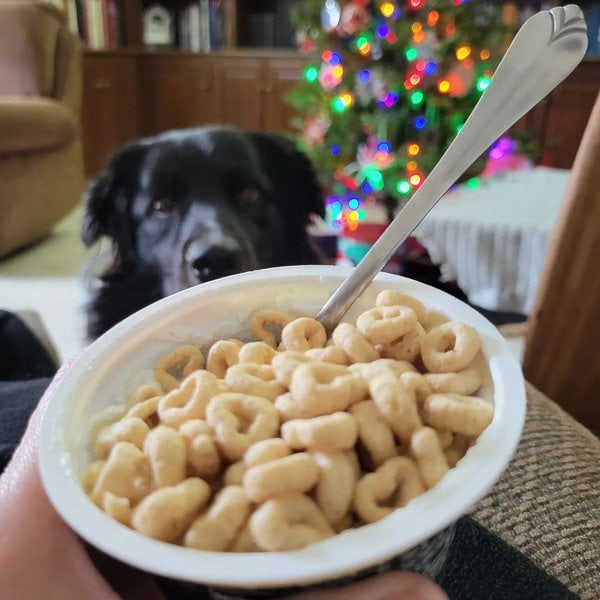 Can Dogs Eat Honey Nut Cheerios? Not Knowing The Answer Can Cost You