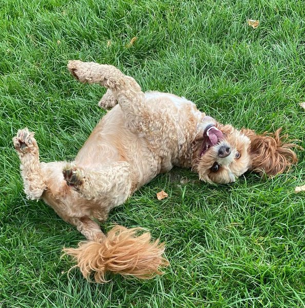 Why Do Dogs Roll In Poop? Here’s What You Can Do To Stop It The Goody Pet