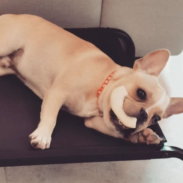 Can Dogs Eat Guava? Check Out Its Amazing Benefits Right Here The