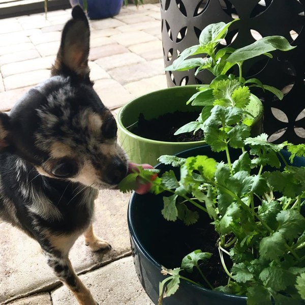 Can Dogs Have Cilantro? You'll Be Amazed At The Benefits It Brings