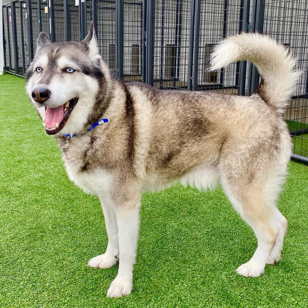 Dog Boarding Near Me Find A Local Dog Boarding Center The Goody Pet