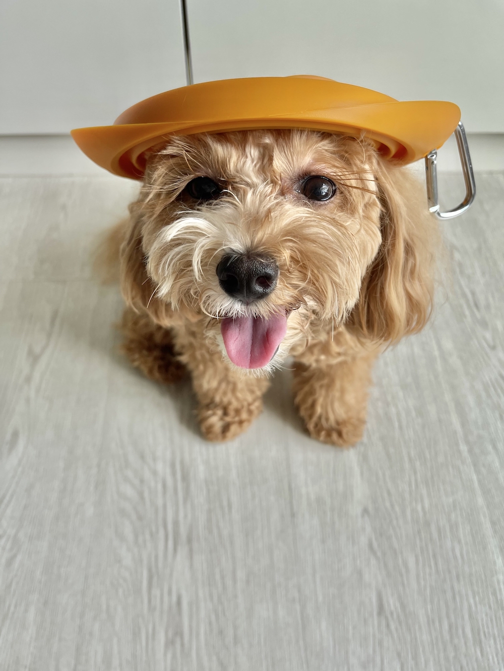 Can Dogs Eat Guacamole? Two Reasons Why This Is Not A Bad Idea The