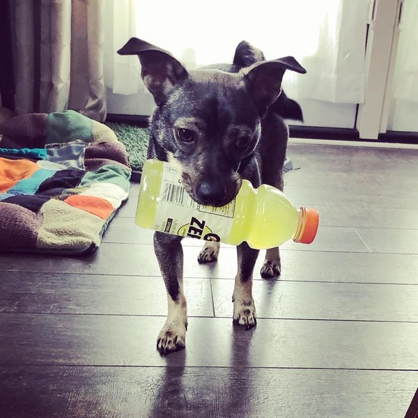 Can Dogs Drink Gatorade? Here’s Why This Is Such A Bad Idea The Goody Pet