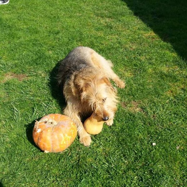 Can Dogs Have Squash? 3 Beneficial Reasons Why They Should The Goody Pet