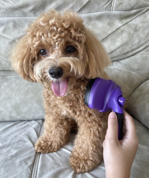 Dog Grooming Near Me How To Find A Local Dog Groomer The Goody Pet