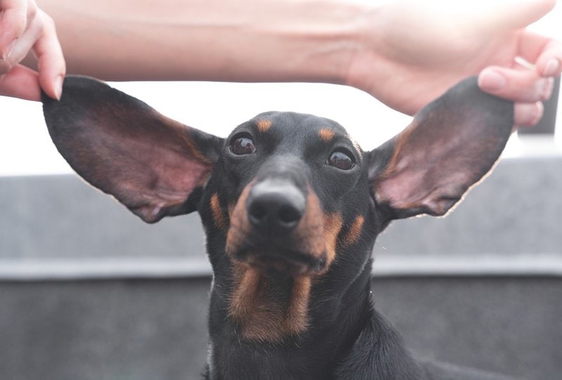 Why Are My Dog's Ears Hot? Knowing The Right Way To Respond Will Save