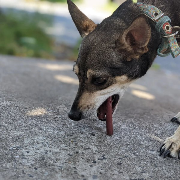 Can Dogs Eat Slim Jims? 2 Top Reasons Why This Is Not A Good Idea The