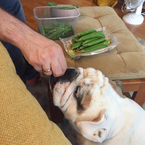 Can Dogs Eat Green Peas? 3 Great Reasons Why This Is Such A Good Idea The Goody Pet