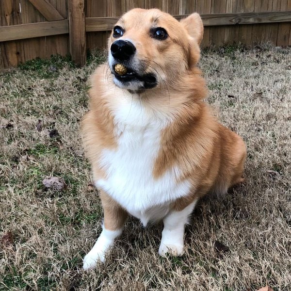 Can Dogs Eat Peanut Shells? Not Knowing The Right Answer Can Cost You
