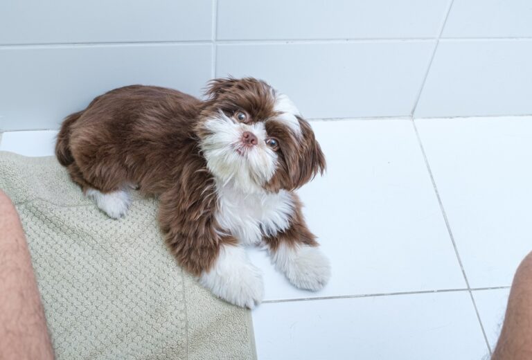 Why Do Dogs Follow You Into The Bathroom? The Top Reason You Wish You