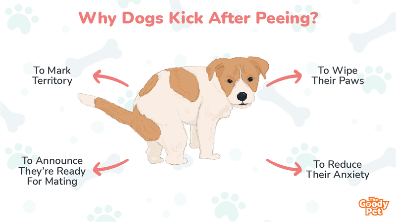 why do dogs kick their legs after peeing
