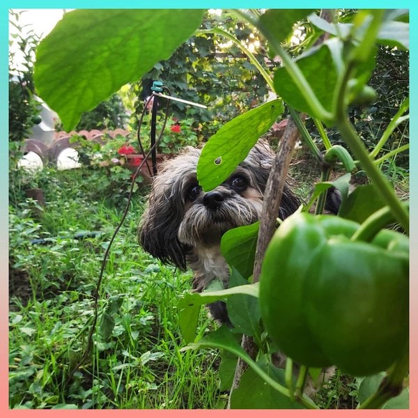 Can Dogs Eat Green Peppers? 2 Top Reasons Why Dogs Can Have This Spicy