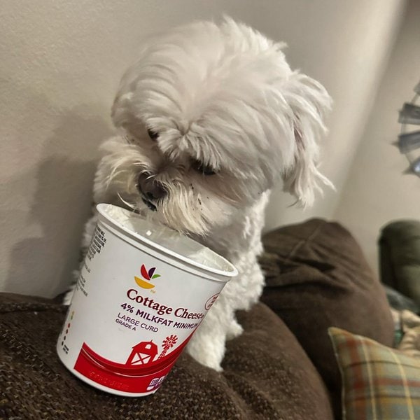 Can Dogs Have Cottage Cheese? Check Out Why This Cheese Type Is The