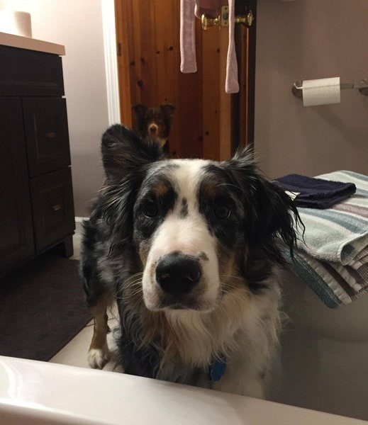 Why Do Dogs Follow You Into The Bathroom? The Top Reason You Wish You