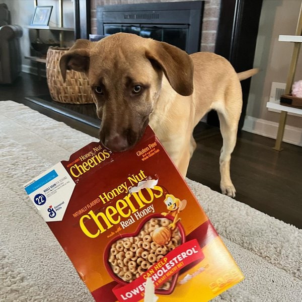 Can Dogs Eat Honey Nut Cheerios? Not Knowing The Answer Can Cost You